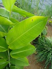 Heliconia hirsuta