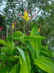 Heliconia hirsuta