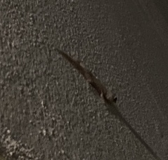 Hemidactylus mabouia