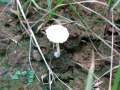 Cystolepiota seminuda