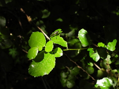 Azara serrata
