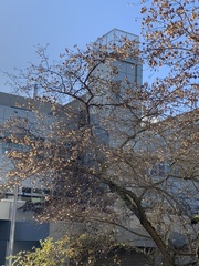 Crataegus phaenopyrum