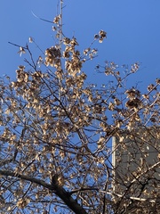 Crataegus phaenopyrum