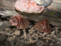 Ganoderma tsugae