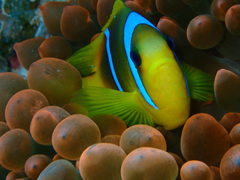 Entacmaea quadricolor