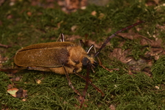 Acanthinodera cumingii