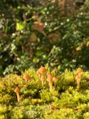 Galerina semilanceata