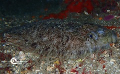 Zeugopterus punctatus