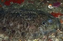 Zeugopterus punctatus