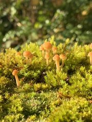 Galerina semilanceata