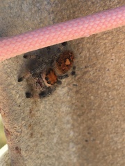 Phidippus regius