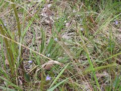 Wahlenbergia gymnoclada