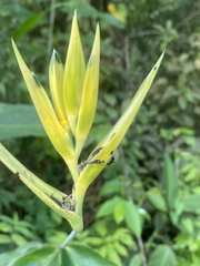 Heliconia psittacorum