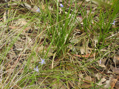 Wahlenbergia gymnoclada