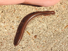 Parajulidae