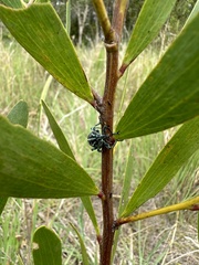 Chrysolopus spectabilis