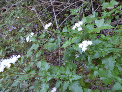 Ageratina glechonophylla