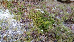 Tetraphis pellucida