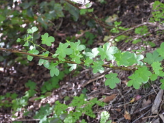 Tropaeolum