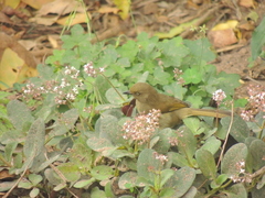 Andropadus importunus