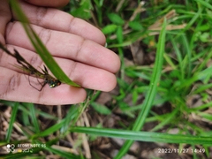 Leucauge argyrobapta