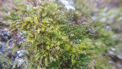 Tetraphis pellucida