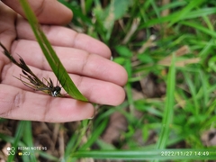 Leucauge argyrobapta