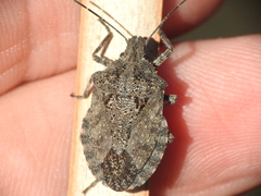 Brochymena