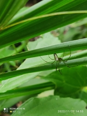 Leucauge argyrobapta