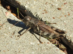 Melanoplus ponderosus