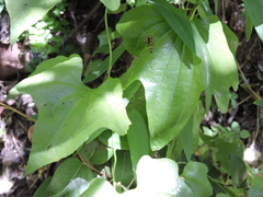Dioscorea bryoniifolia