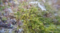 Tetraphis pellucida