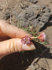 Armeria curvifolia