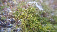 Tetraphis pellucida