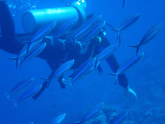 Caesio striata