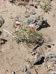 Armeria curvifolia
