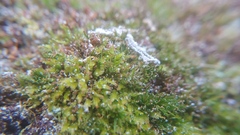 Tetraphis pellucida