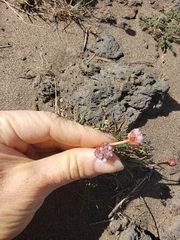 Armeria curvifolia