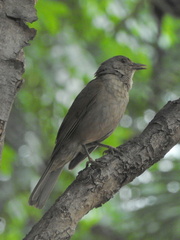 Turdus leucomelas