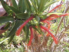 Lobelia excelsa