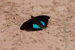 Doxocopa