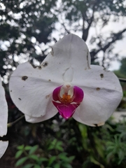 Orchidaceae