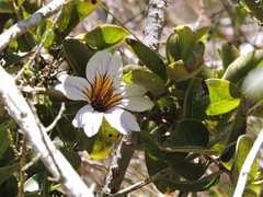 Salpiglossis sinuata