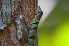 Anolis transversalis
