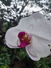 Orchidaceae
