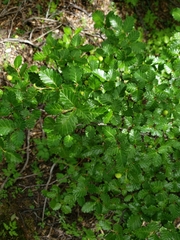 Nothofagus pumilio
