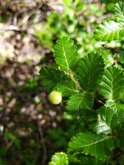 Nothofagus pumilio