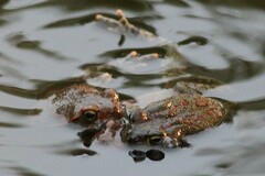 Sclerophrys garmani