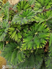 Begonia rex-cultorum