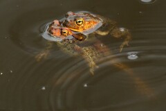 Sclerophrys garmani